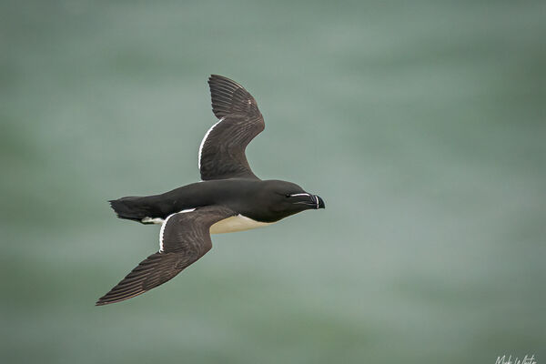 Razorbill