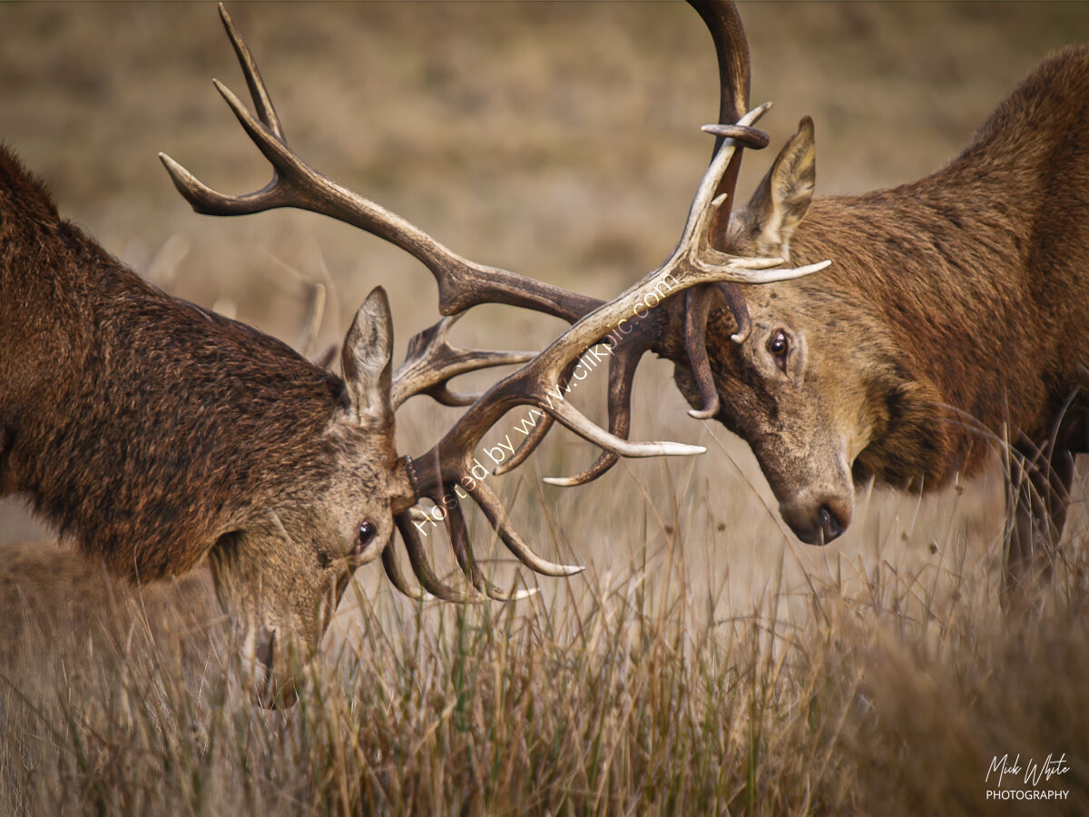 Red Deer Stag (Cervus elaphus)