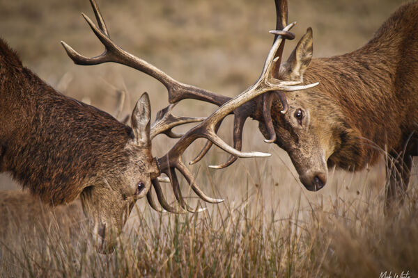 Red Deer Stag (Cervus elaphus)