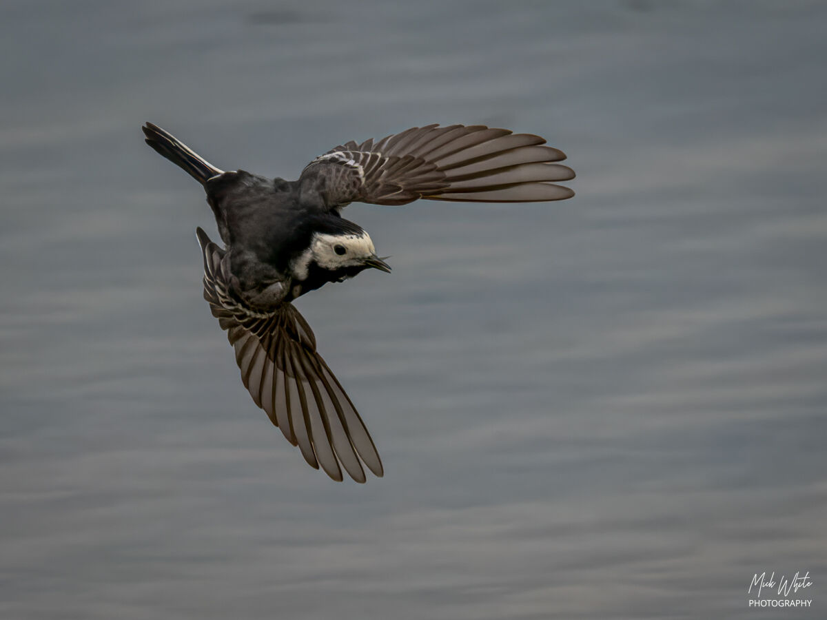 Pied Wagtail