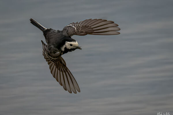 Pied Wagtail