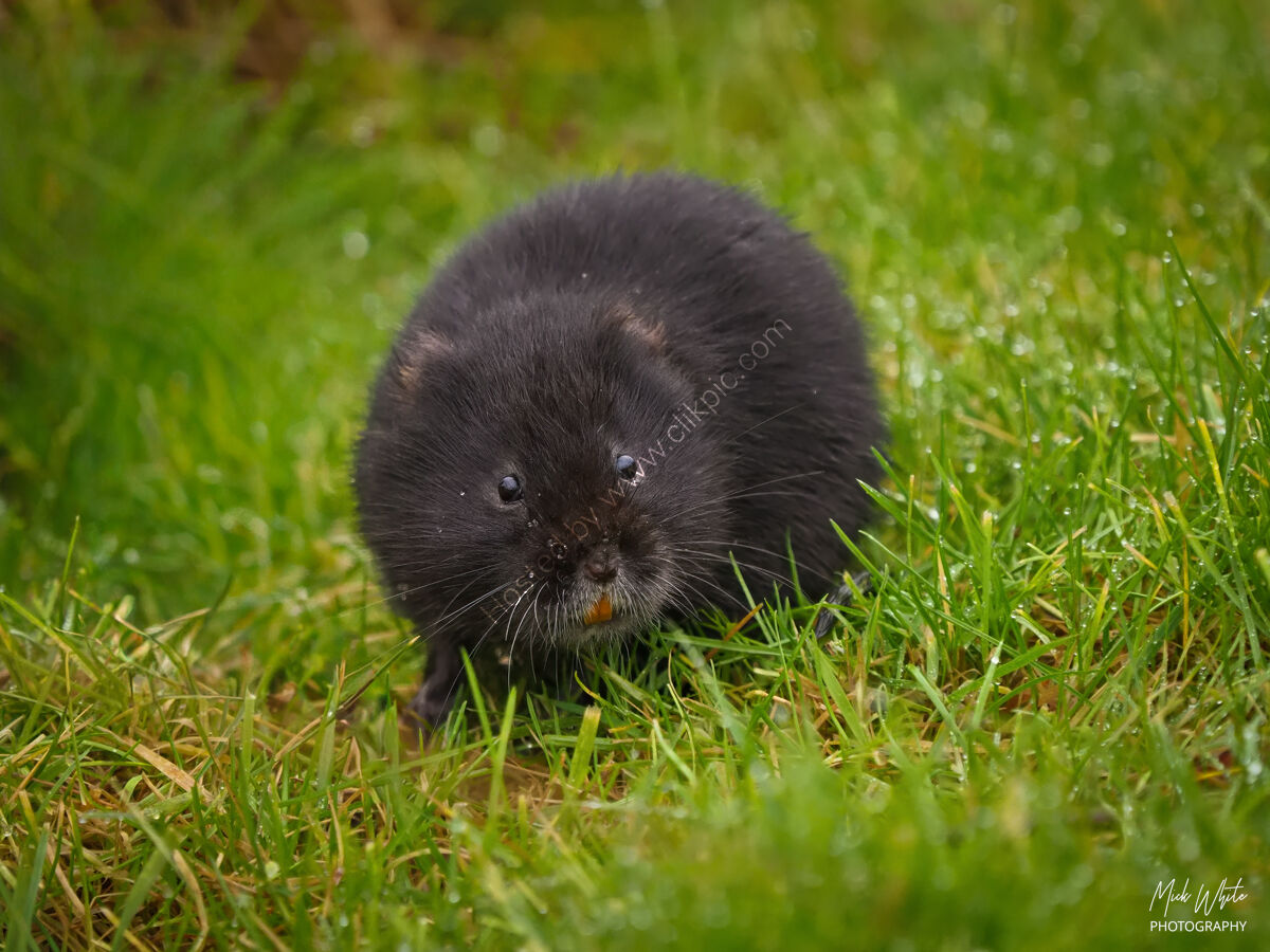 Water Vole (1 of 1)