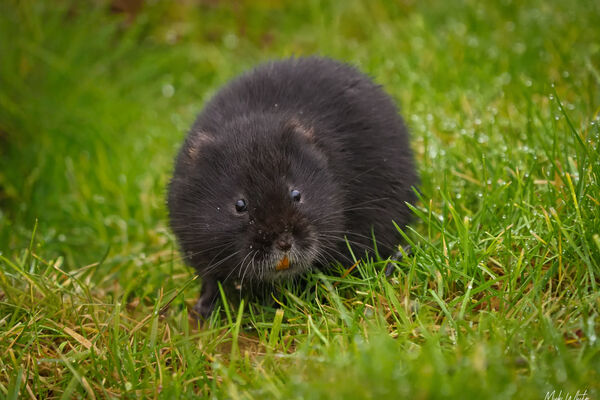 Water Vole (1 of 1)