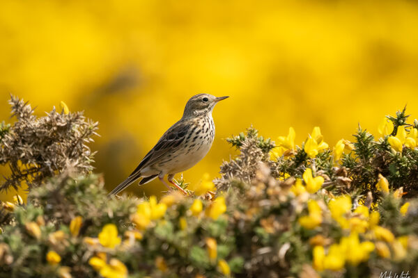 Meadow Pipit