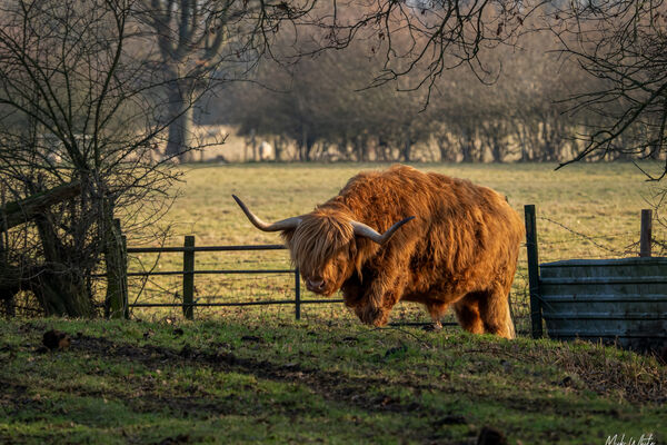 Highland Cow