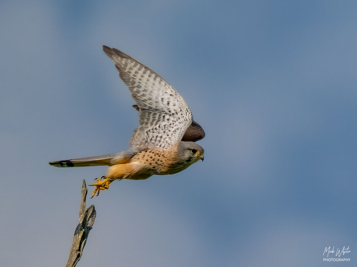 Kestrel