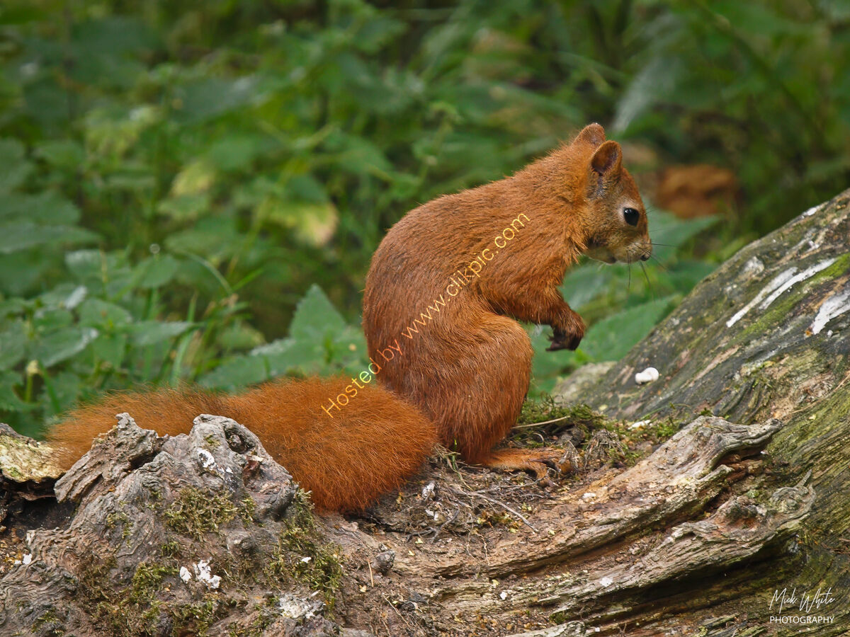 Red Squirrel (1 of 1)