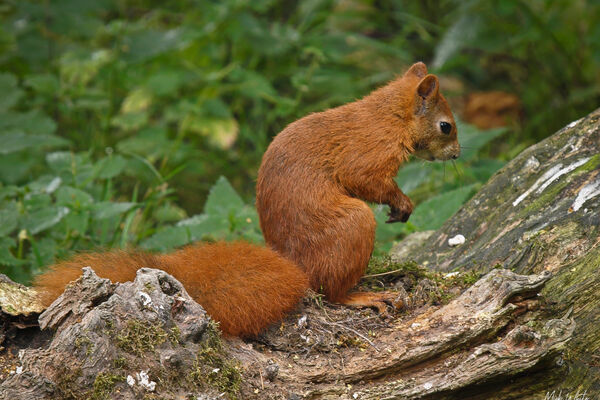 Red Squirrel (1 of 1)