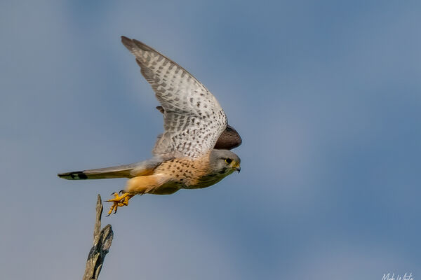 Kestrel