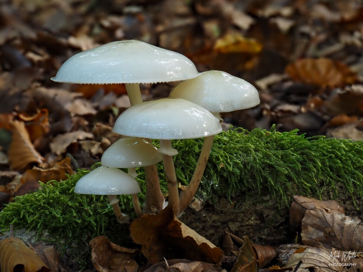 Porcelain Fungus