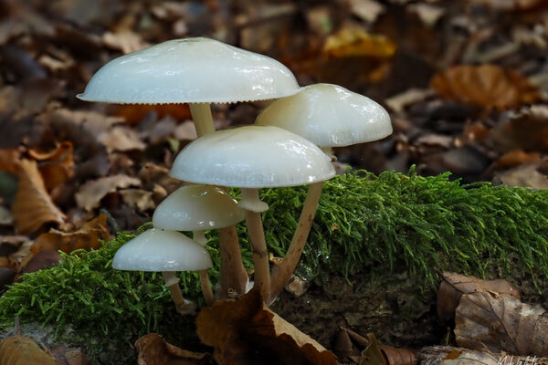 Porcelain Fungus