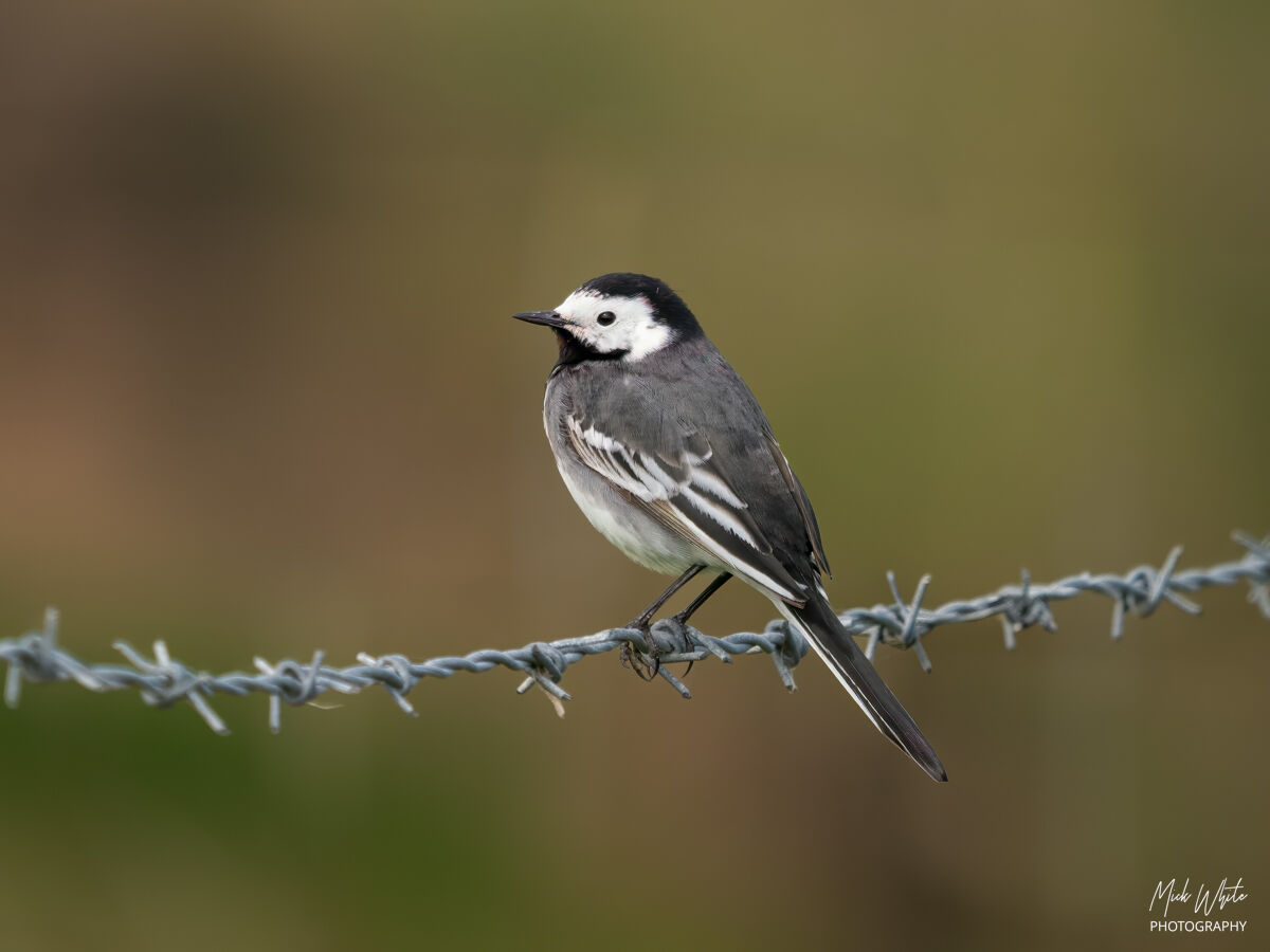 Pied Wagtail