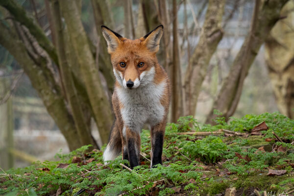 Red Fox