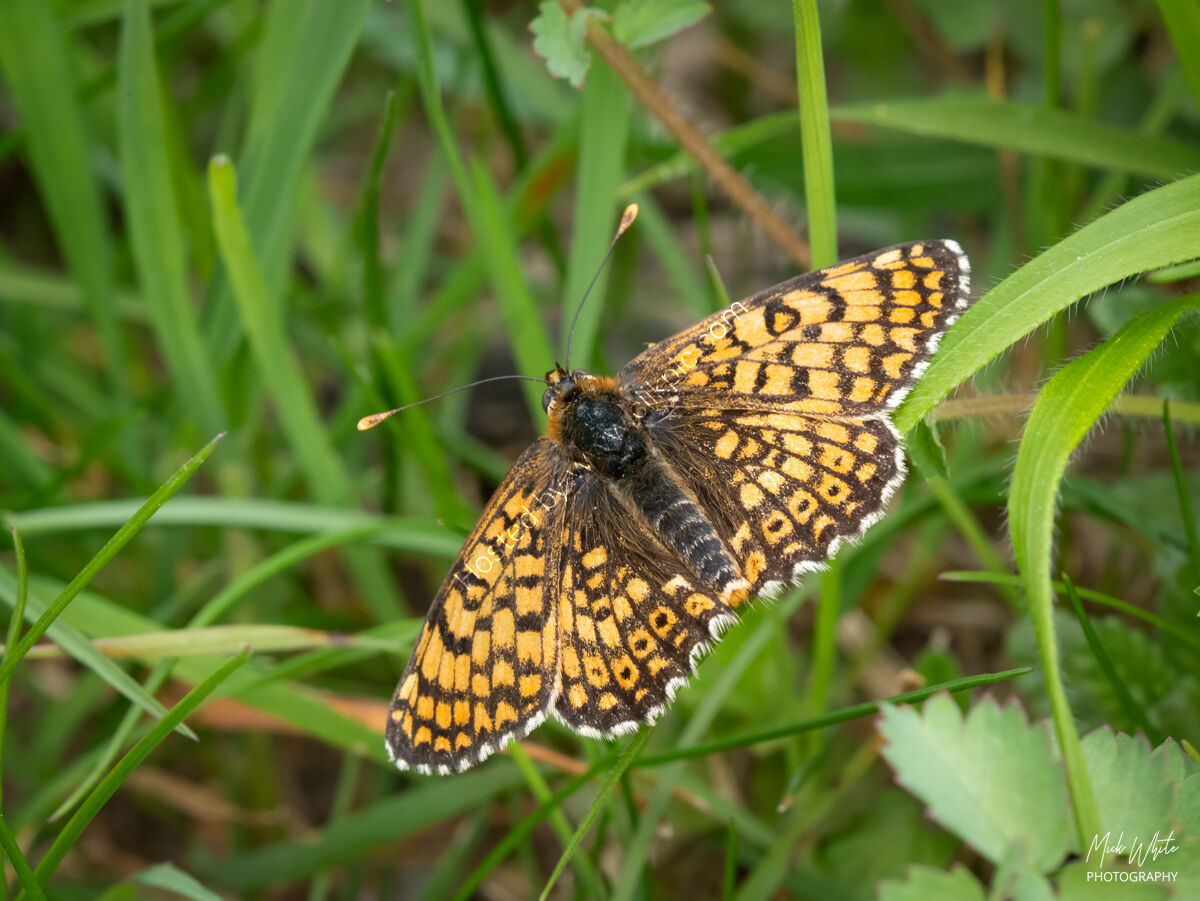 Glanville Fritillary