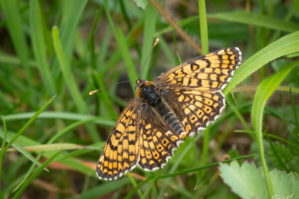 Glanville Fritillary