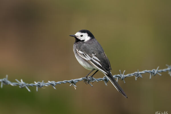 Pied Wagtail