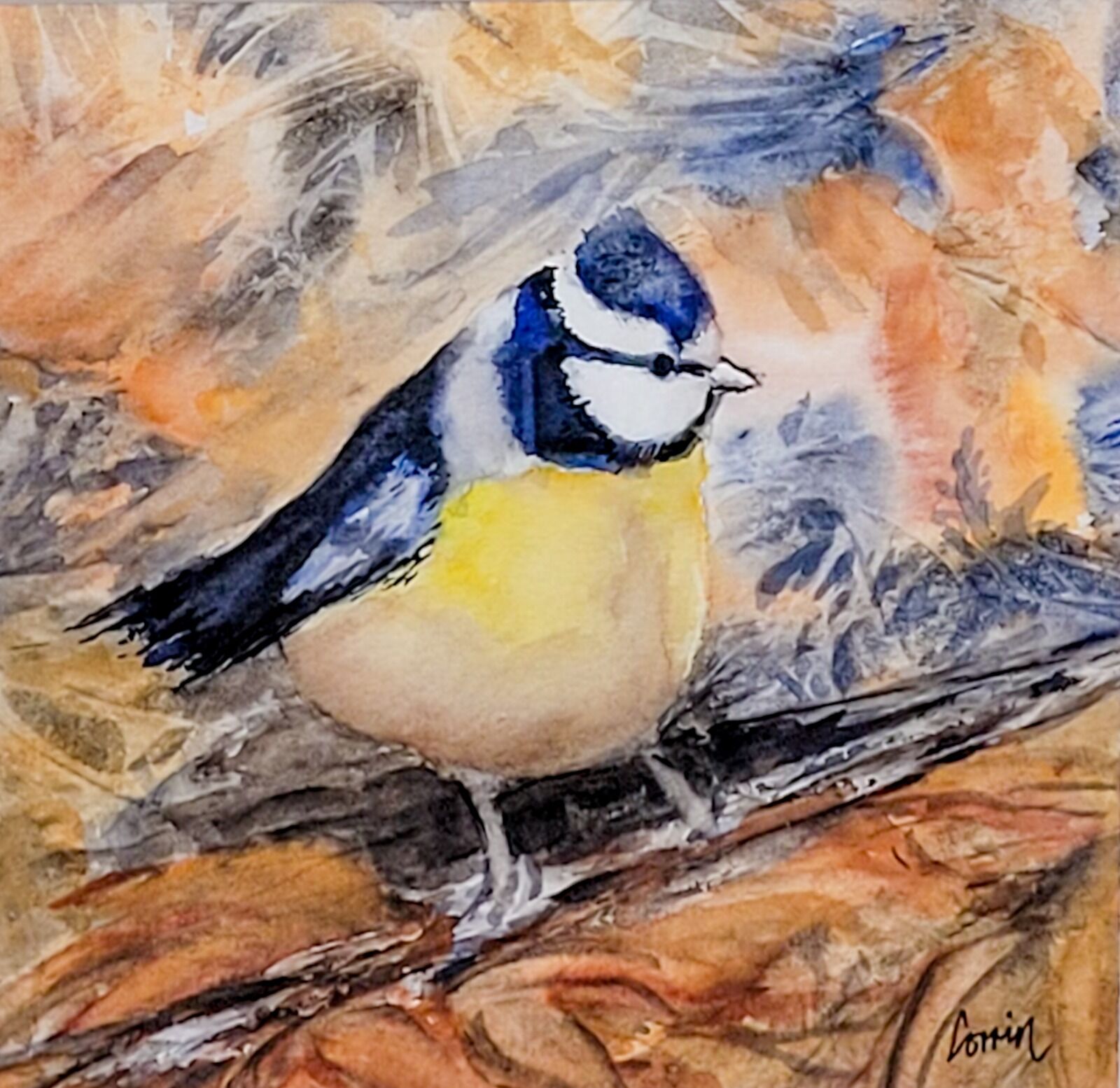 Blue Tit