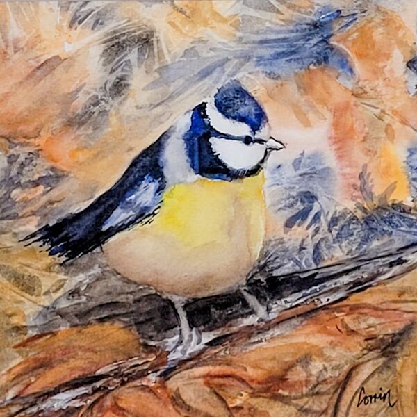 Blue Tit