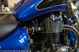 Bulldog Triumph-18