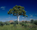 Ghost Gumtree<br>South Australia