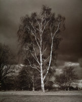 Silver Birch<br>Culford<br>Suffolk