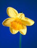 Daffodil<br>Studio