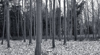 Elveden Estate<br>Norfolk