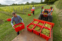 Grape Picking<br>Saffron Grange Vineyard<br>Essex