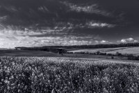 Landscape 2 <br>Saffron Walden