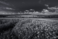 Landscape 1<br>Saffron Walden