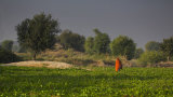 the orange sari