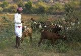 the goatherd