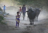 bringing home the cattle