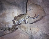 female leopard