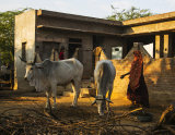 farmyard scene