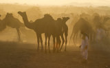 pushkar camel fair