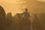 camel rider pushkar