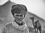camel trader pushkar