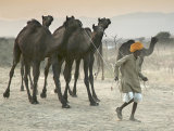 camel herder pushkar