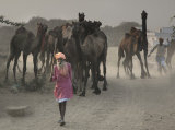 camel herder 2 pushkar