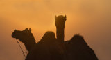 camel silhouette pushkar