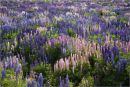 lupin field