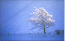 sunlight and snow