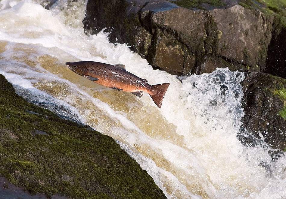 Leaping Salmon