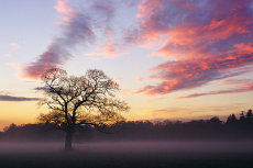 Tree at sunset, West Cork