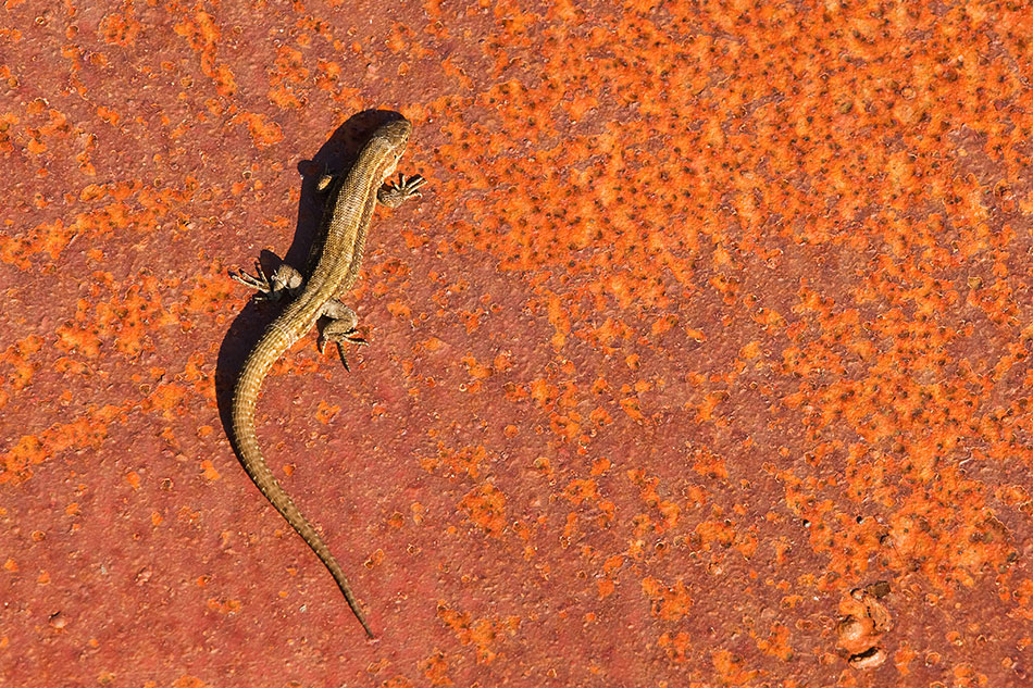 Common lizard