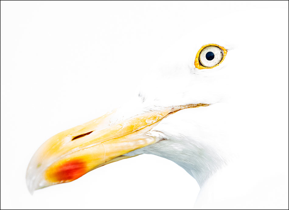 Herring gull abstract