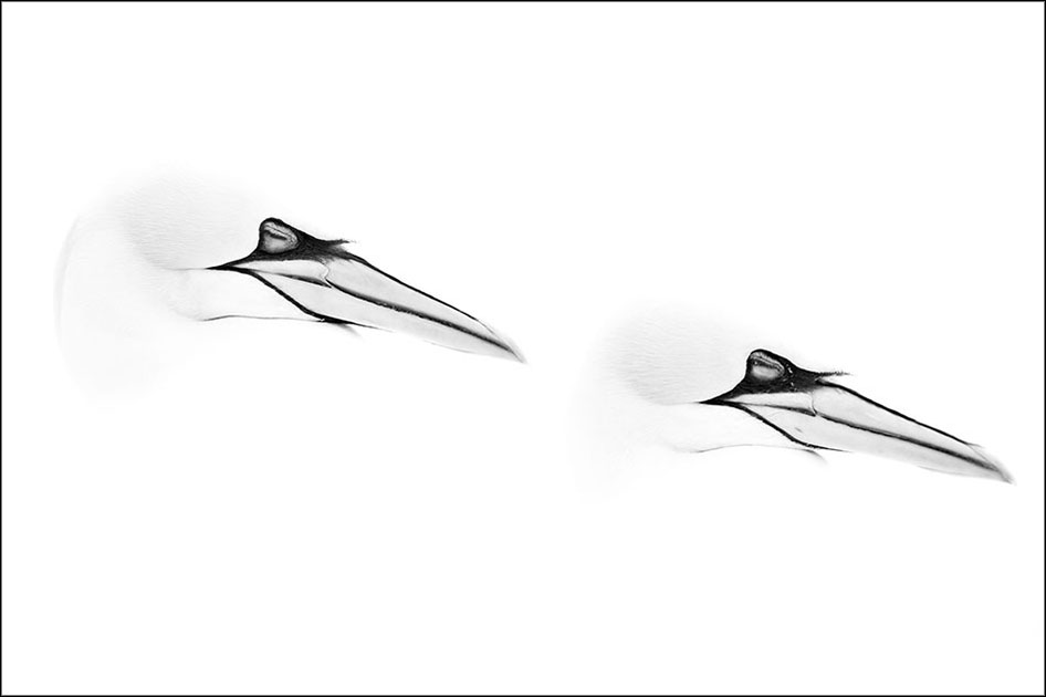 Two sleeping Gannets