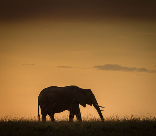 Elephant Sunset