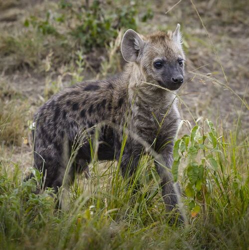 Young Hyena